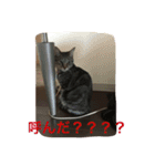 クロさんの日常（個別スタンプ：9）