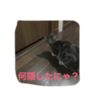 クロさんの日常（個別スタンプ：11）