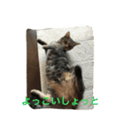 クロさんの日常（個別スタンプ：13）
