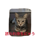 クロさんの日常（個別スタンプ：14）