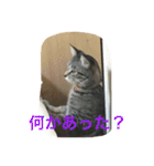 クロさんの日常（個別スタンプ：16）