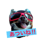 かわばたさんちのいぬたち（個別スタンプ：1）