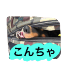 かわばたさんちのいぬたち（個別スタンプ：6）