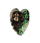 かわばたさんちのいぬたち（個別スタンプ：7）