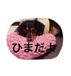 かわばたさんちのいぬたち（個別スタンプ：10）