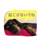 かわばたさんちのいぬたち（個別スタンプ：14）
