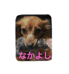 かわばたさんちのいぬたち（個別スタンプ：16）