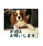 キャバリアのキュー①（個別スタンプ：3）