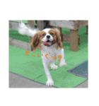 キャバリアのキュー①（個別スタンプ：4）