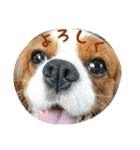 キャバリアのキュー①（個別スタンプ：7）