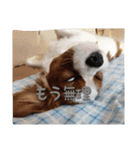 キャバリアのキュー①（個別スタンプ：9）