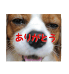 キャバリアのキュー①（個別スタンプ：10）