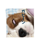 キャバリアのキュー①（個別スタンプ：11）
