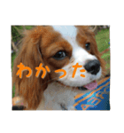 キャバリアのキュー①（個別スタンプ：12）