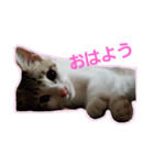 キジ白のアンジュちゃん（個別スタンプ：1）