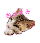 キジ白のアンジュちゃん（個別スタンプ：2）