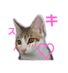 キジ白のアンジュちゃん（個別スタンプ：3）