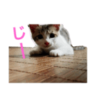 キジ白のアンジュちゃん（個別スタンプ：4）