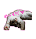 キジ白のアンジュちゃん（個別スタンプ：5）