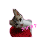 キジ白のアンジュちゃん（個別スタンプ：8）