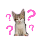 キジ白のアンジュちゃん（個別スタンプ：9）