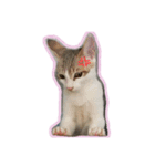 キジ白のアンジュちゃん（個別スタンプ：11）