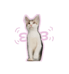 キジ白のアンジュちゃん（個別スタンプ：12）