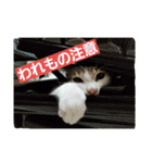 キジ白のアンジュちゃん（個別スタンプ：13）