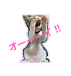 キジ白のアンジュちゃん（個別スタンプ：14）