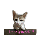 キジ白のアンジュちゃん（個別スタンプ：15）