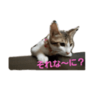 キジ白のアンジュちゃん（個別スタンプ：16）