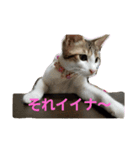 キジ白のアンジュちゃん（個別スタンプ：17）