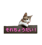 キジ白のアンジュちゃん（個別スタンプ：18）