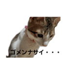 キジ白のアンジュちゃん（個別スタンプ：20）