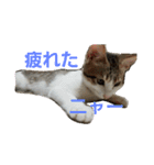 キジ白のアンジュちゃん（個別スタンプ：21）