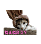 キジ白のアンジュちゃん（個別スタンプ：23）