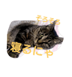 wasabi neko（個別スタンプ：2）
