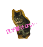 wasabi neko（個別スタンプ：3）