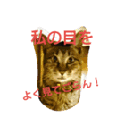 wasabi neko（個別スタンプ：4）
