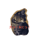 wasabi neko（個別スタンプ：5）