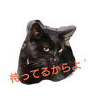 wasabi neko（個別スタンプ：6）