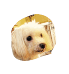 動物可愛いね（個別スタンプ：4）