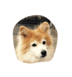 動物可愛いね（個別スタンプ：5）
