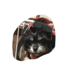 動物可愛いね（個別スタンプ：8）