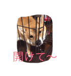 怒りん坊（個別スタンプ：2）