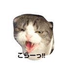 cat marumaruo（個別スタンプ：1）