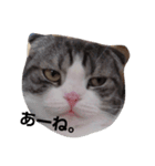 cat marumaruo（個別スタンプ：2）