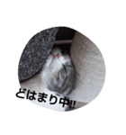 cat marumaruo（個別スタンプ：3）