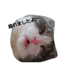 cat marumaruo（個別スタンプ：4）