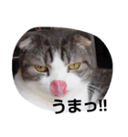 cat marumaruo（個別スタンプ：5）